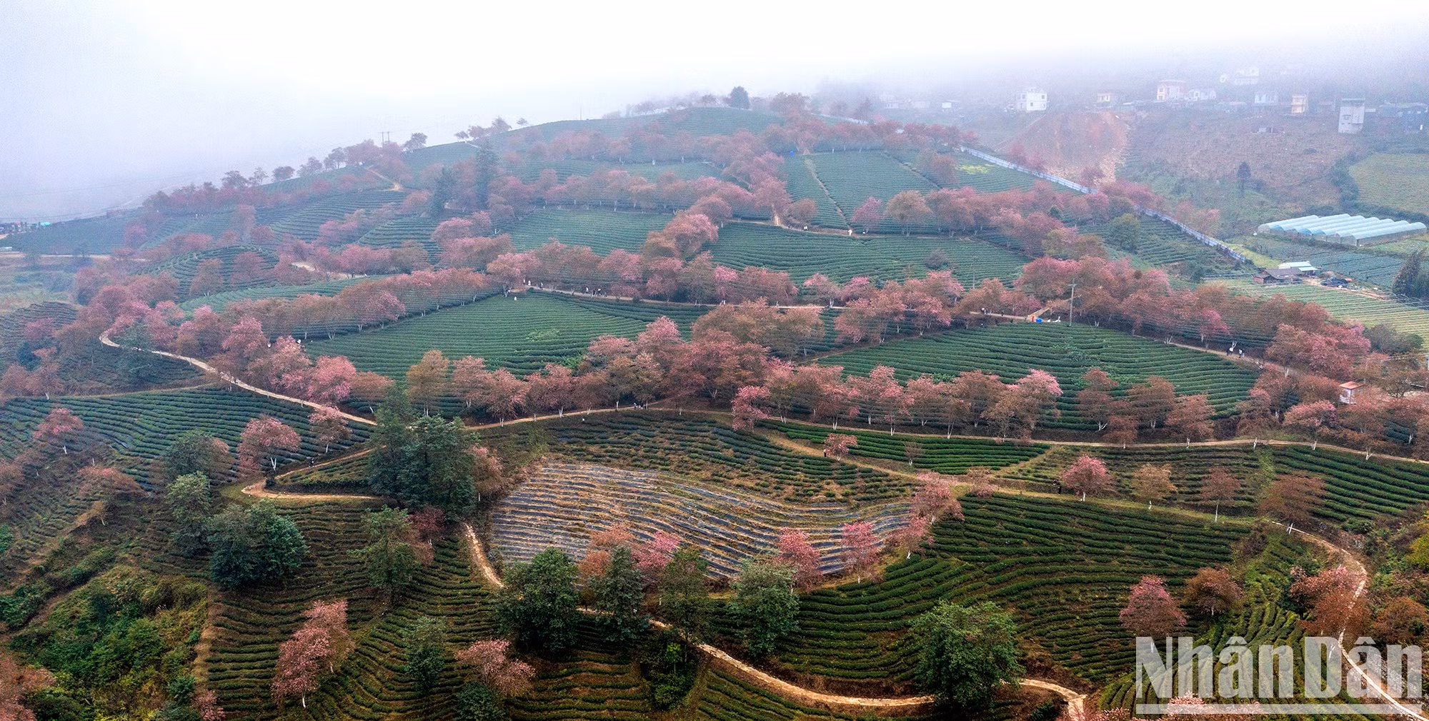 Чайная плантация, если смотреть издалека или сверху, выглядит еще более волшебной.