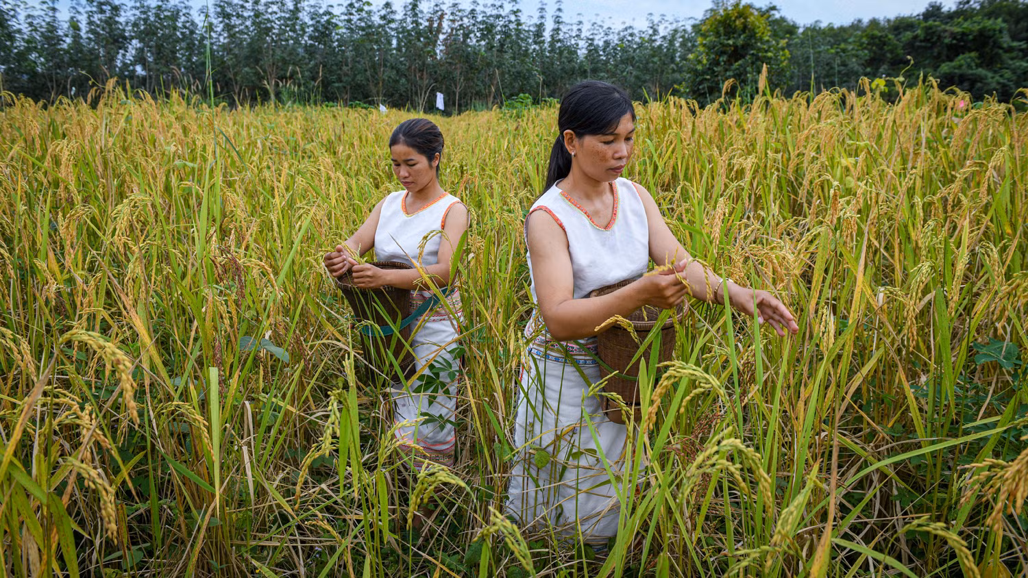 Представители народности Ромам живут за счет сельского хозяйства, в основном выращивания клейкого риса. Фото: Тхань Дат