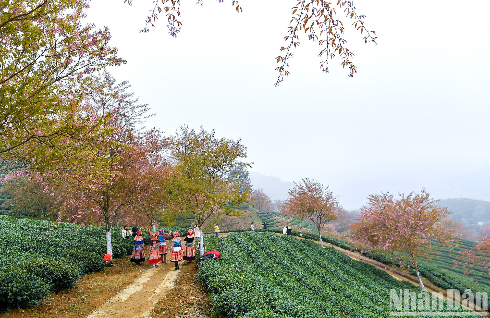 Чайная плантация Олонг расположена вдоль дороги к перевалу Окюихо (городской уезд Шапа, провинция Лаокай). В последнее время это место стало привлекательным пунктом «чек-ин» для туристов. Чайная плантация Олонг расположена вдоль дороги к перевалу Окюихо (городской уезд Шапа, провинция Лаокай). В последнее время это место стало привлекательным пунктом «чек-ин» для туристов.