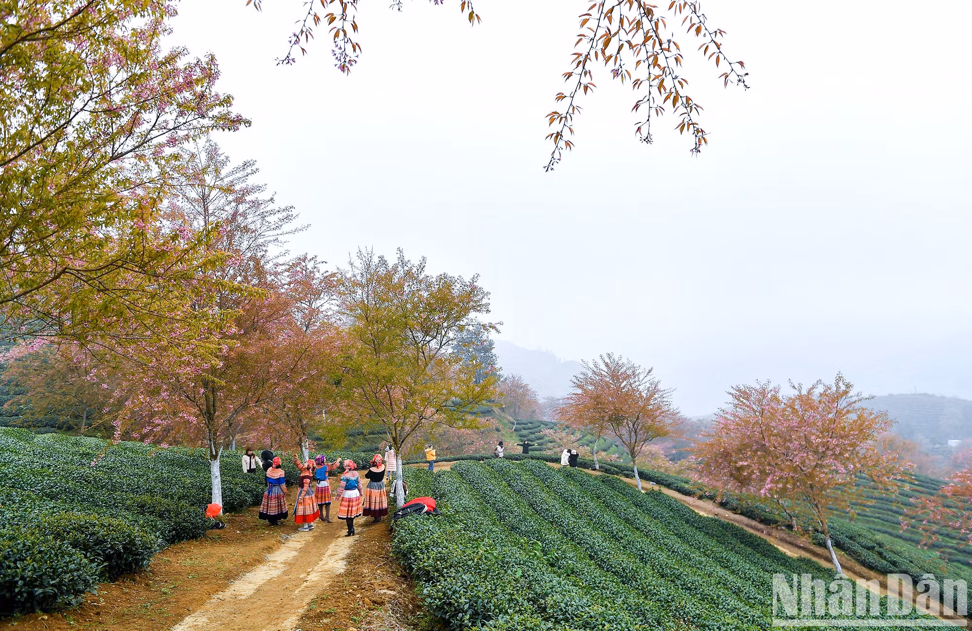 Чайная плантация Олонг расположена вдоль дороги к перевалу Окюихо (городской уезд Шапа, провинция Лаокай). В последнее время это место стало привлекательным пунктом «чек-ин» для туристов.