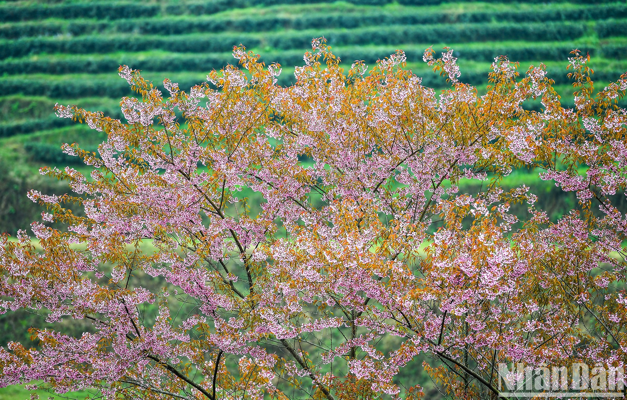 Цветы тайской сакуры сначала имеют светлый розово-фиолетовый цвет. Когда они распускаются, они становятся более яркими, поэтому пейзаж со временем меняется. Цветы тайской сакуры сначала имеют светлый розово-фиолетовый цвет. Когда они распускаются, они становятся более яркими, поэтому пейзаж со временем меняется.