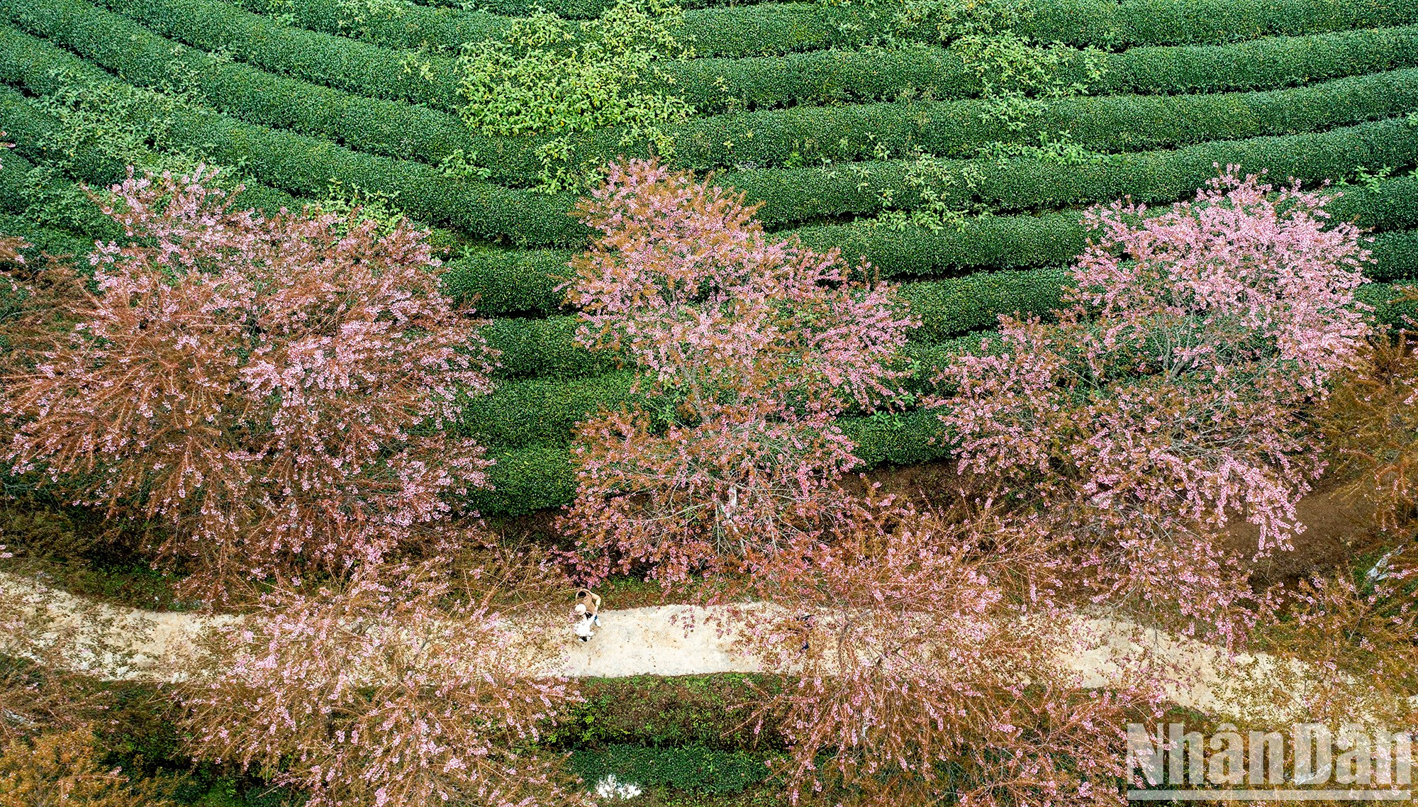 В конце декабря начинает ярко цвести тайская сакура на чайной плантации. В конце декабря начинает ярко цвести тайская сакура на чайной плантации.