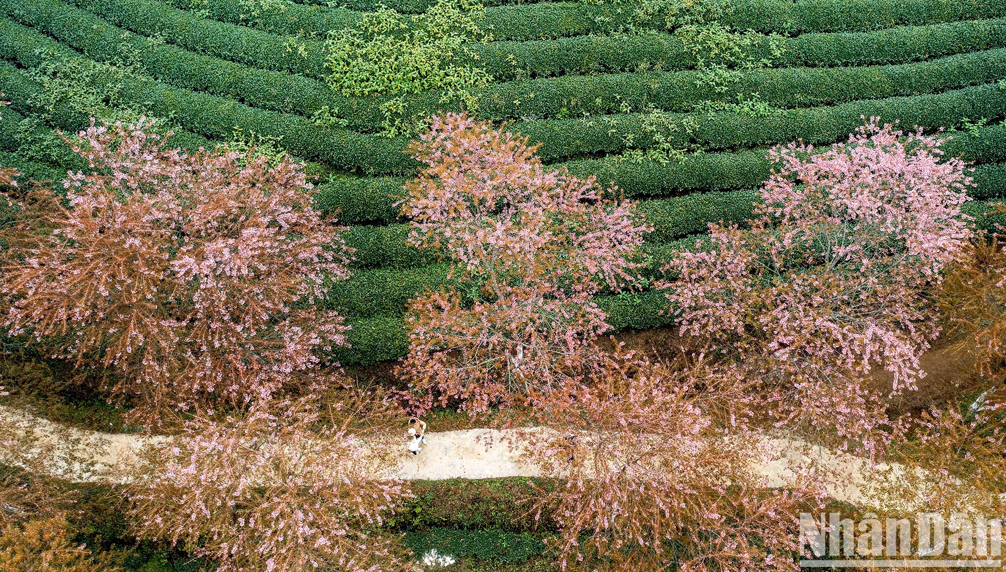 В конце декабря начинает ярко цвести тайская сакура на чайной плантации.