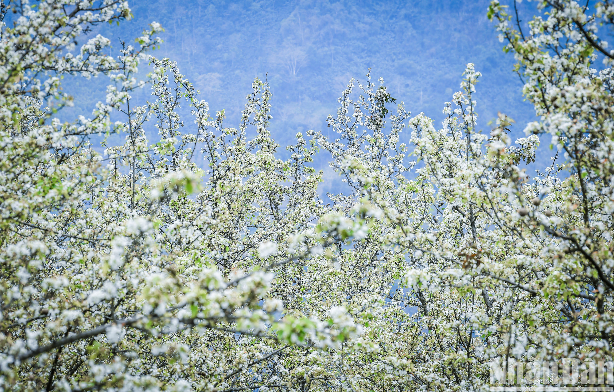 В общине Хонгтхай уезда Наханг в последние годы выращивается груша – фруктовое дерево, произрастающее в холодном климате – для получения фруктов, а также создания ландшафта, благоприятного для развития туризма. В общине Хонгтхай уезда Наханг в последние годы выращивается груша – фруктовое дерево, произрастающее в холодном климате – для получения фруктов, а также создания ландшафта, благоприятного для развития туризма.