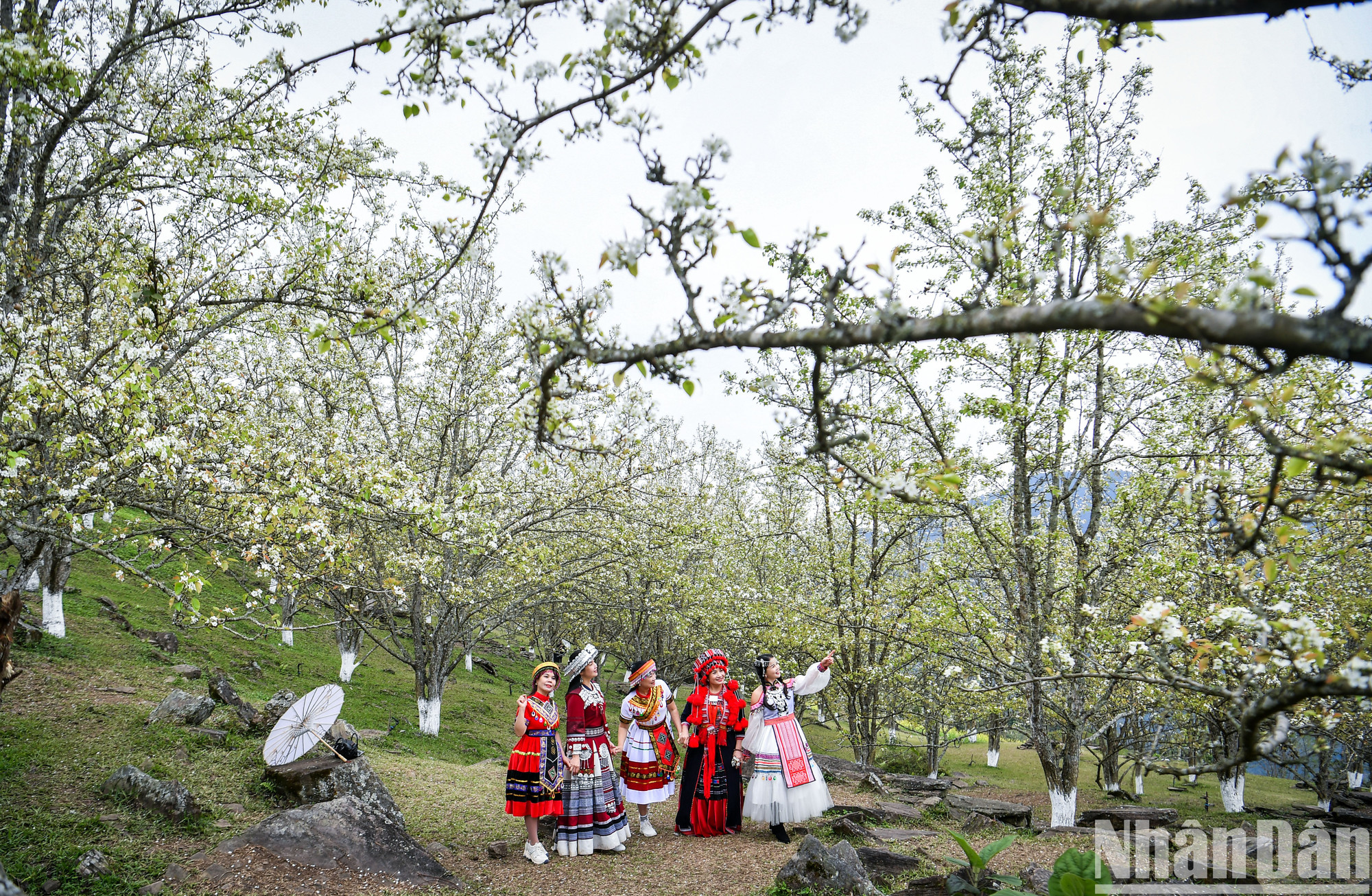 В середине марта распускаются чисто-белые грушевые цветы в селениях в общине Хонгтхай (уезд Наханг, провинция Туенкуанг), создавая поэтический пейзаж, что привлекает многочисленных туристов. В середине марта распускаются чисто-белые грушевые цветы в селениях в общине Хонгтхай (уезд Наханг, провинция Туенкуанг), создавая поэтический пейзаж, что привлекает многочисленных туристов.
