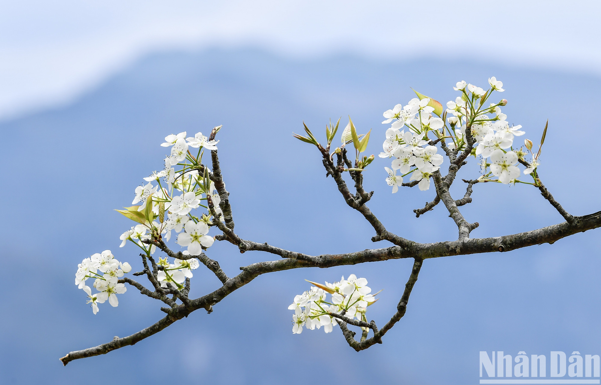 Цветы груши несут в себе чистейшую белизну и прозрачную красоту гор и лесов Северо-Запада. Цветы груши несут в себе чистейшую белизну и прозрачную красоту гор и лесов Северо-Запада.