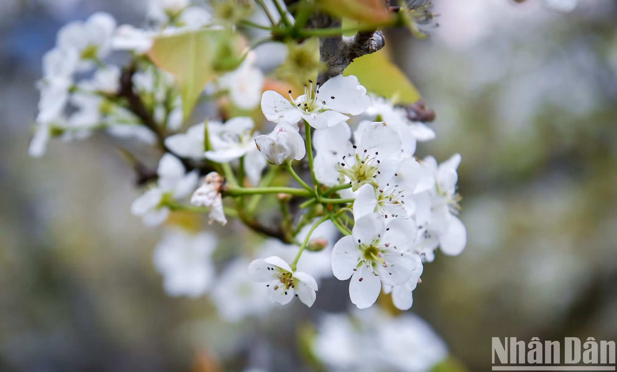Чистейшие белые цветы груши очаровывают сердца гостей. Цветы груши имеют множество тонких лепестков белого цвета и распускаются гроздьями.