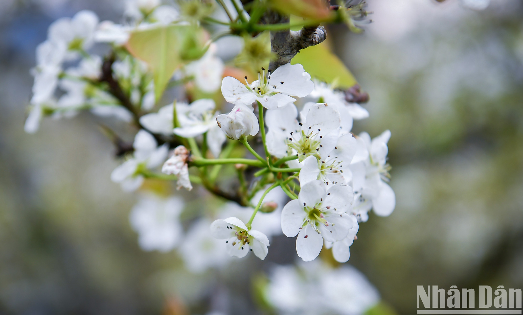 Чистейшие белые цветы груши очаровывают сердца гостей. Цветы груши имеют множество тонких лепестков белого цвета и распускаются гроздьями. Чистейшие белые цветы груши очаровывают сердца гостей. Цветы груши имеют множество тонких лепестков белого цвета и распускаются гроздьями.