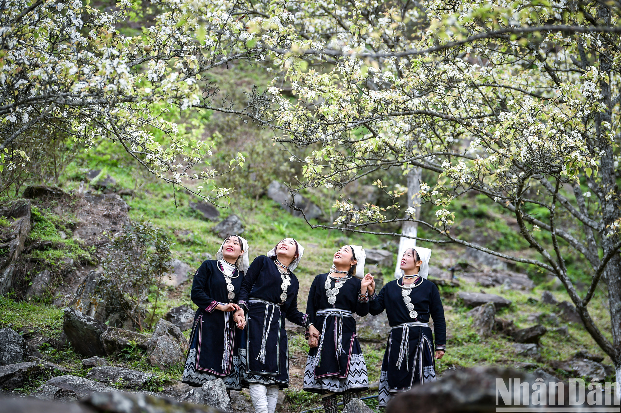 Община Хонгтхай – место проживания многочисленных представителей народности Заотиен, для которых груши – это не только красивые деревья, но и важная часть их культурных мероприятий. Когда раскрываются грушевые цветы, местные жители организуют фестивали, танцевально-песенные программы, культурные обмены для встречи весны. Община Хонгтхай – место проживания многочисленных представителей народности Заотиен, для которых груши – это не только красивые деревья, но и важная часть их культурных мероприятий. Когда раскрываются грушевые цветы, местные жители организуют фестивали, танцевально-песенные программы, культурные обмены для встречи весны.