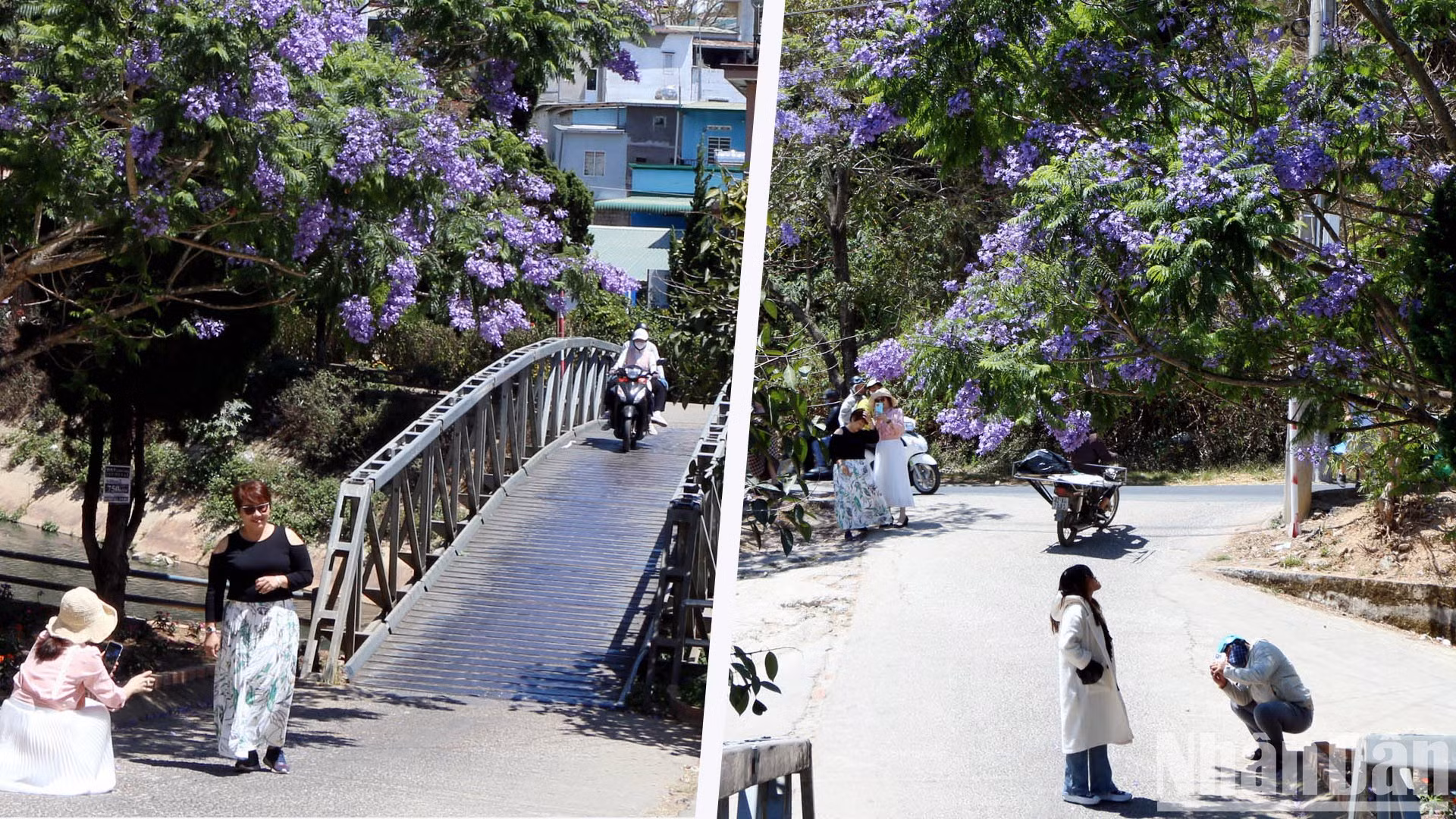 Жакаранда мимозолистная распускается в солнечный день.