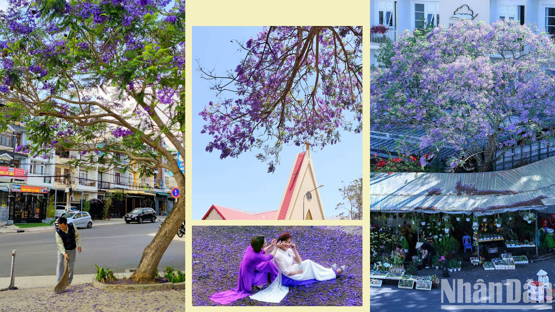 Жакаранда мимозолистная успешно размножается и стала декоративным растением на улицах, в парках и даже в пригородных районах Далата, превратившись в «символ» города тысяч цветов. Жакаранда мимозолистная успешно размножается и стала декоративным растением на улицах, в парках и даже в пригородных районах Далата, превратившись в «символ» города тысяч цветов.
