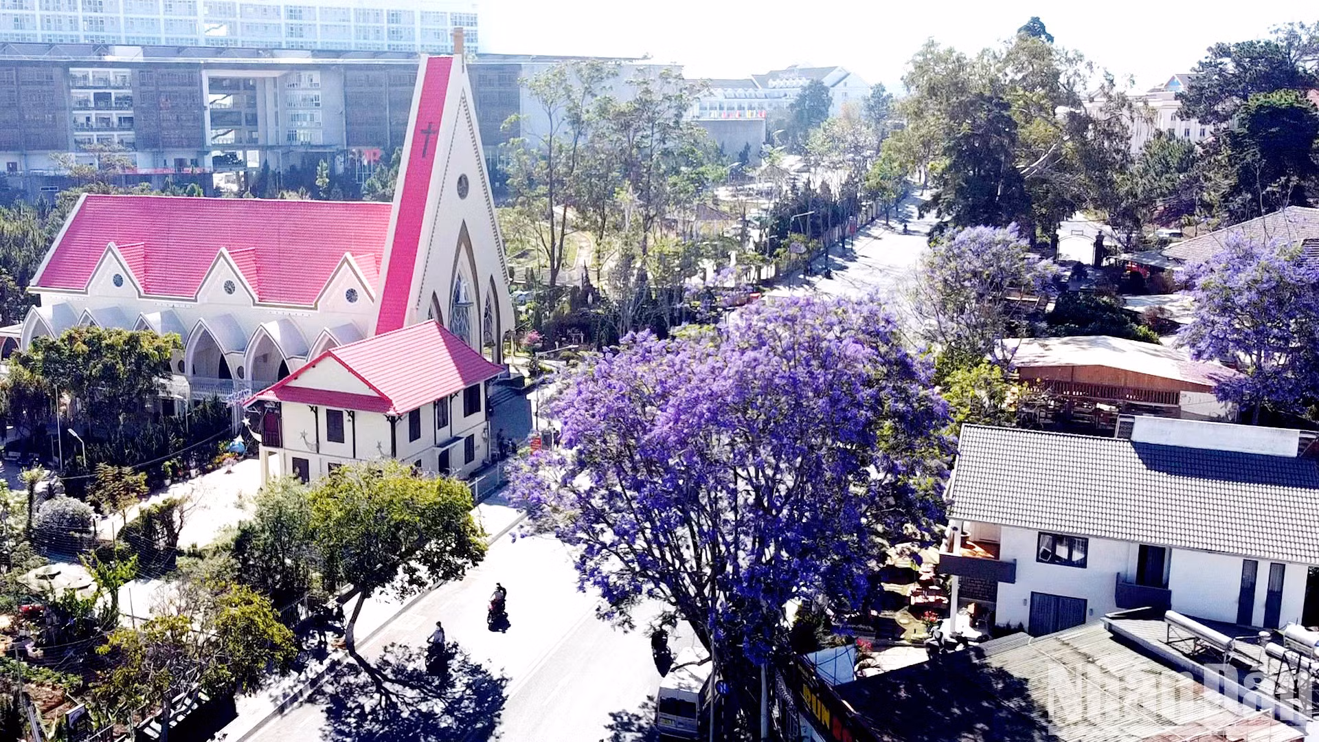 После успешного опыта с первым деревом, привезенным из Франции 62 года назад, стало понятно, что этот вид дерева прижился. Затем он хорошо разросся в Далате.