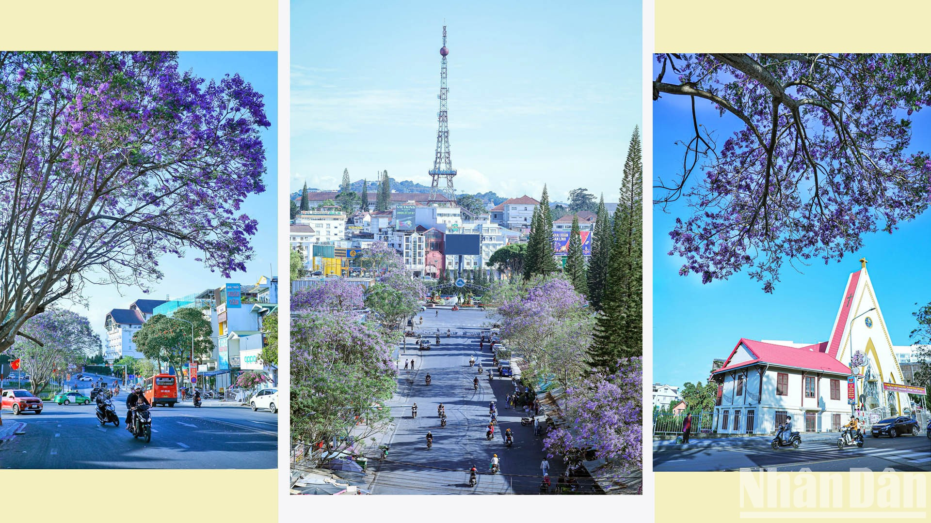 По информации некоторых документов, в начале 60-х годов прошлого века агроном Лыонг Ван Шау привез этот сорт цветка из Европы в Далат, а затем экспериментально посадил их на некоторых улицах города. По информации некоторых документов, в начале 60-х годов прошлого века агроном Лыонг Ван Шау привез этот сорт цветка из Европы в Далат, а затем экспериментально посадил их на некоторых улицах города.