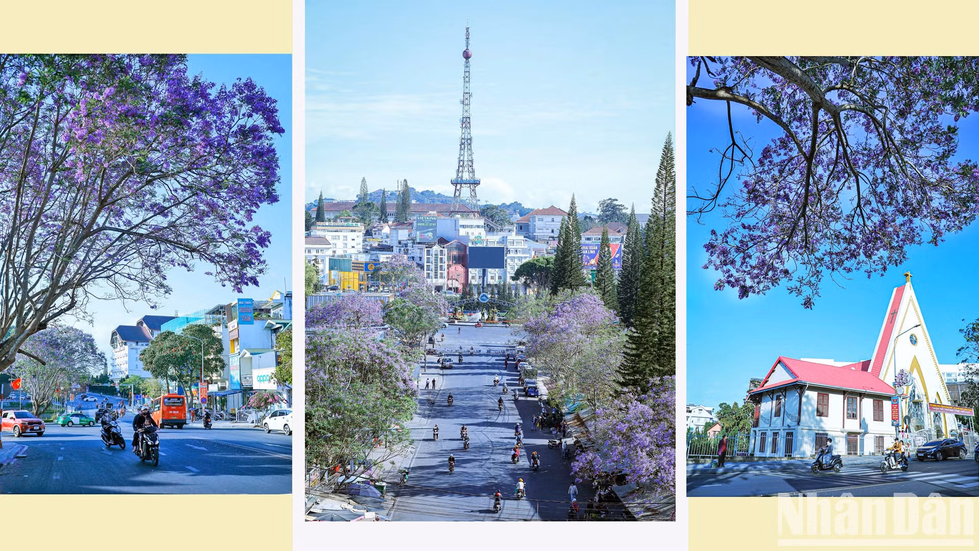 По информации некоторых документов, в начале 60-х годов прошлого века агроном Лыонг Ван Шау привез этот сорт цветка из Европы в Далат, а затем экспериментально посадил их на некоторых улицах города.