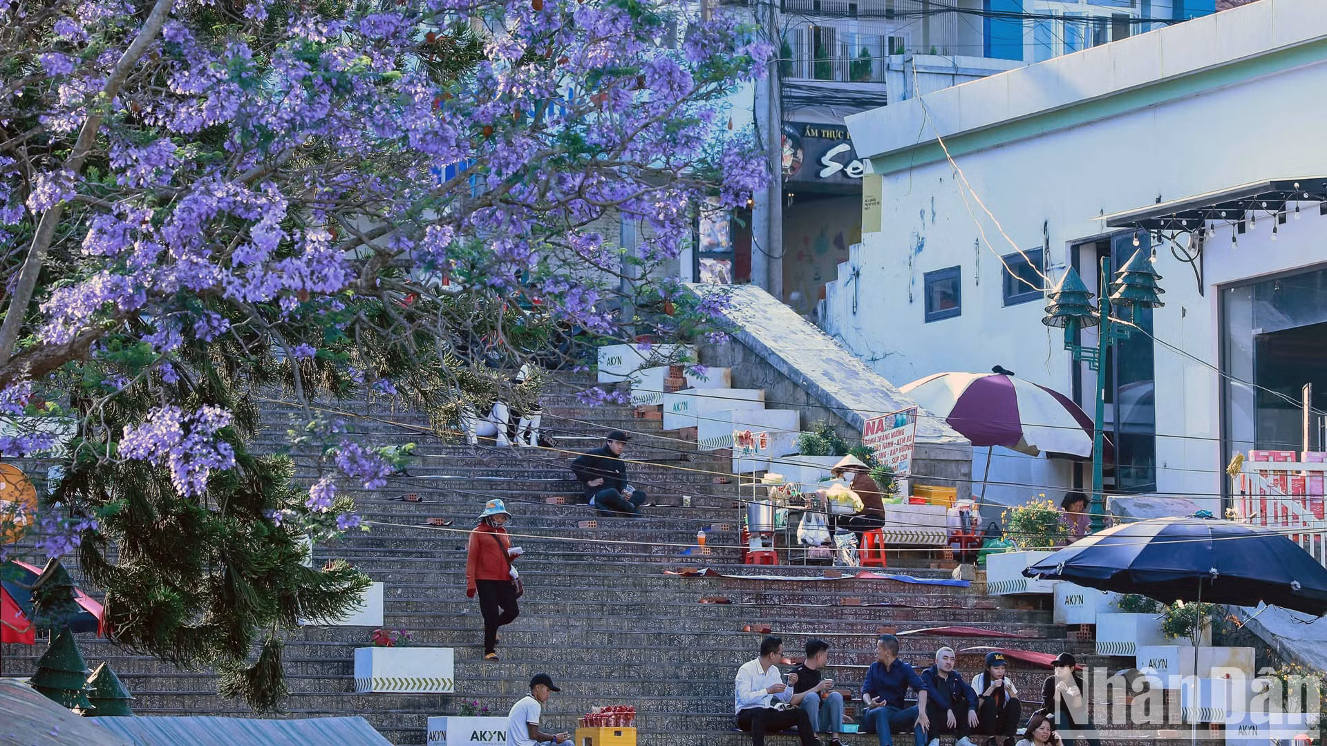 Наряду с первыми деревьями жакаранды мимозолистной агронома Лыонг Ван Шау, в Далате в настоящее время имеется также много сортов жакаранды мимозолистной, импортированных из Южной Америки.
