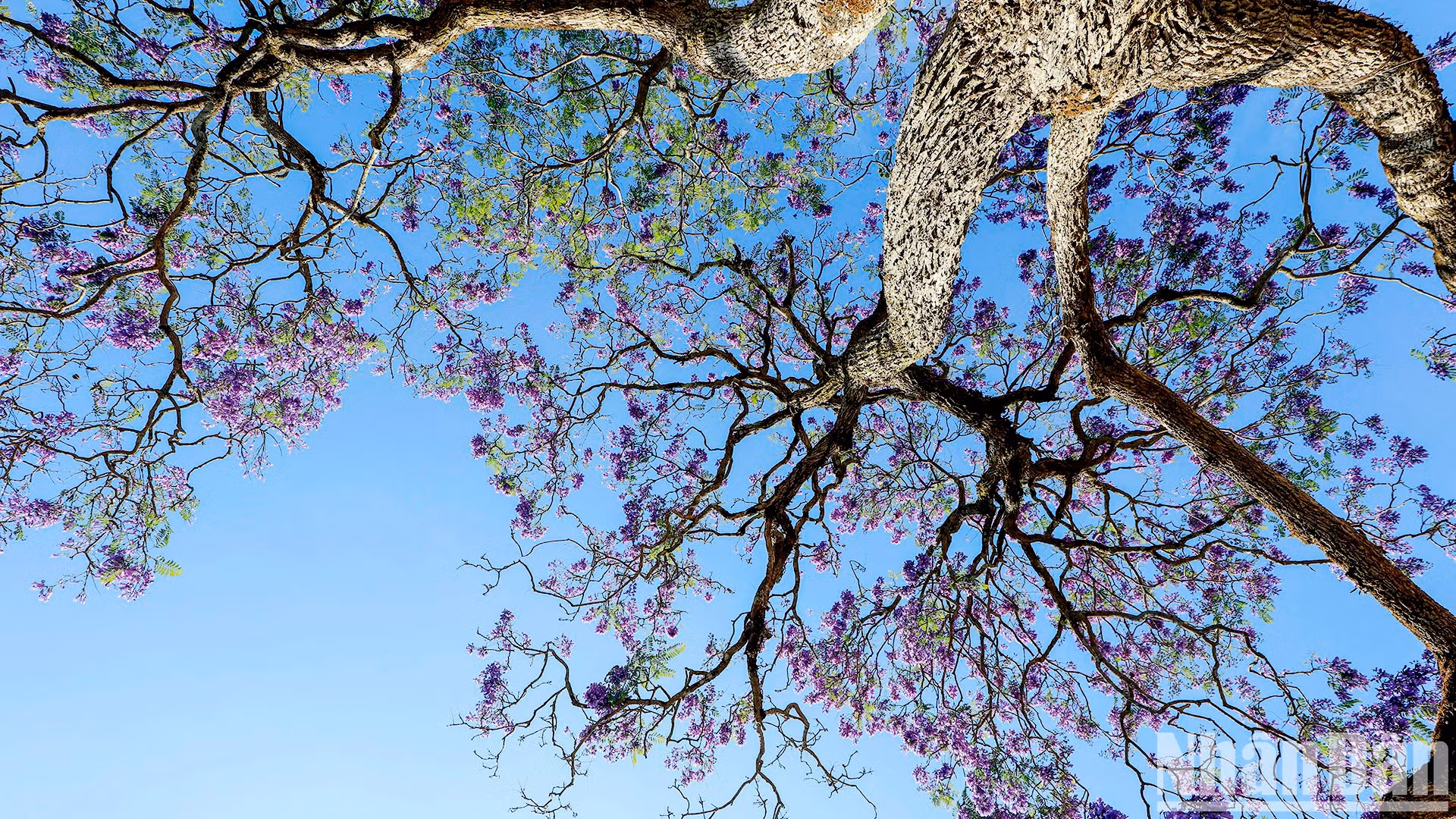 Первое дерево в Далате было посажено агрономом Лыонг Ван Шау в 1962 году на улице Нгуентхиминькхай.