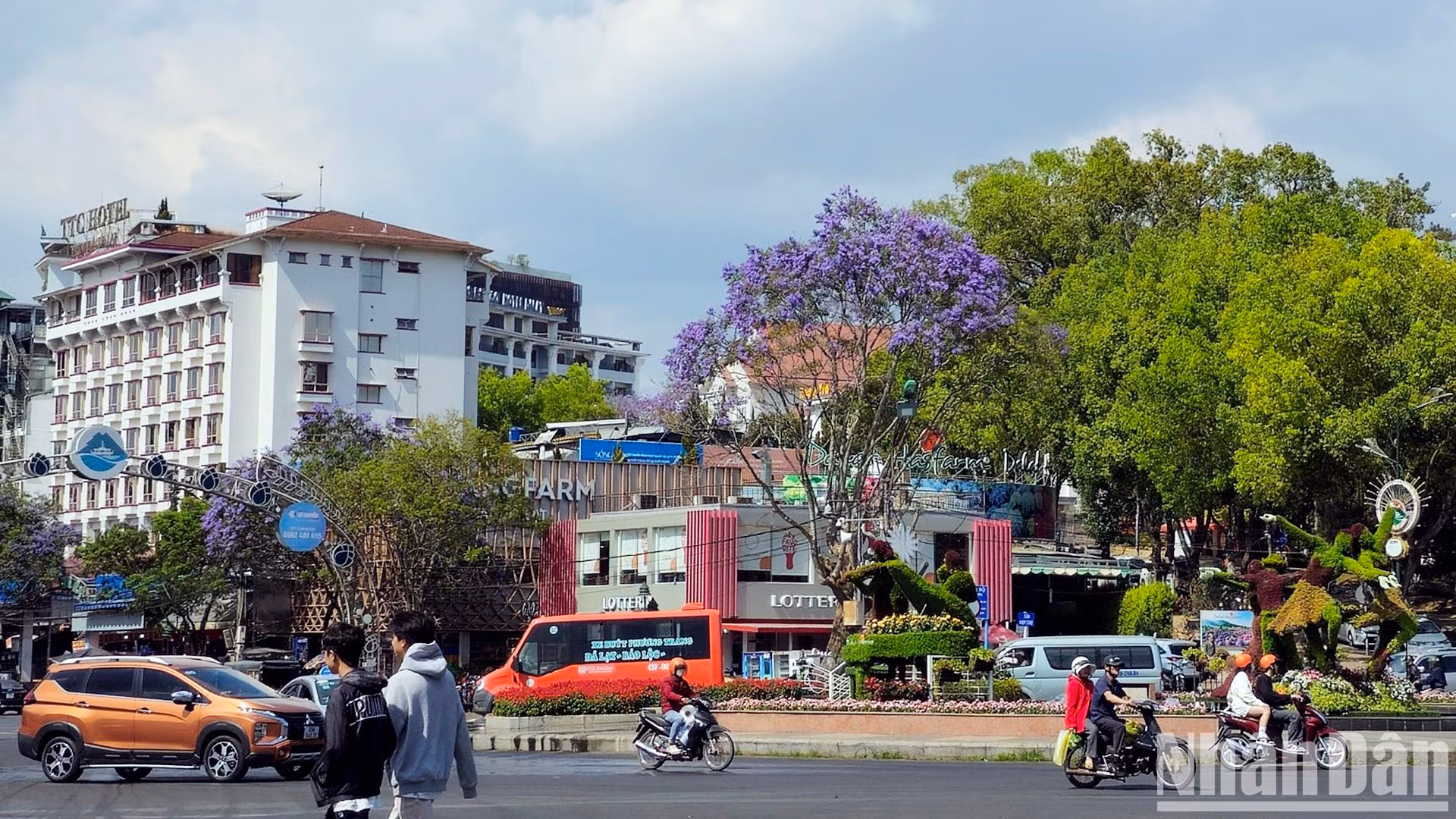 В настоящее время оба сорта жакаранды мимозолистной активно цветут на улицах Далата, придавая городу уникальную красоту.