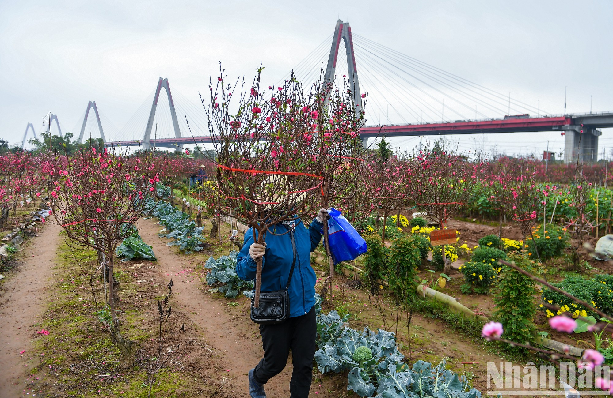 Несмотря на то, что персиковая деревня Футхыонг не так известна, как Няттан, она также является привлекательным местом для посетителей. Несмотря на то, что персиковая деревня Футхыонг не так известна, как Няттан, она также является привлекательным местом для посетителей.