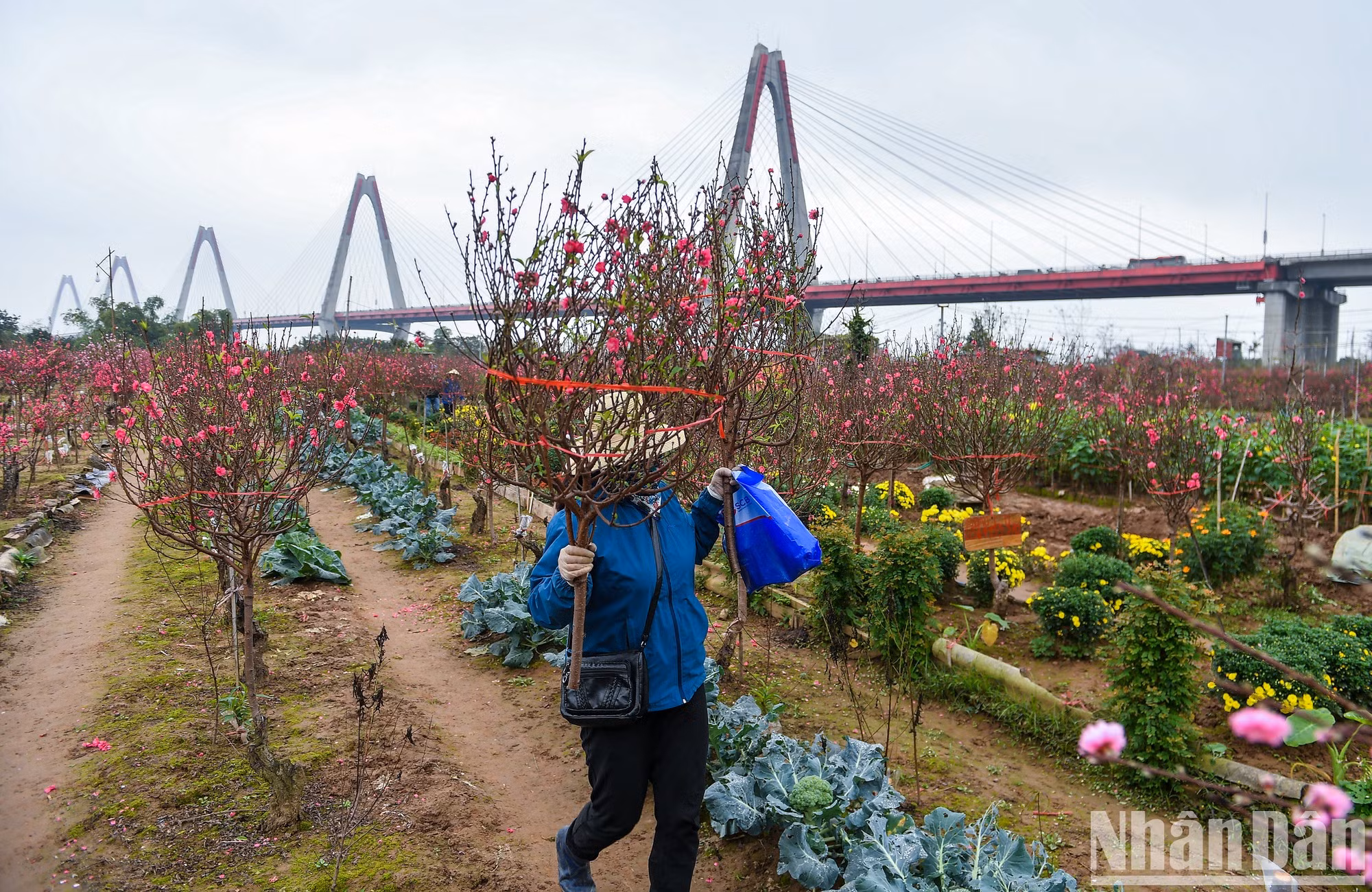 Несмотря на то, что персиковая деревня Футхыонг не так известна, как Няттан, она также является привлекательным местом для посетителей.