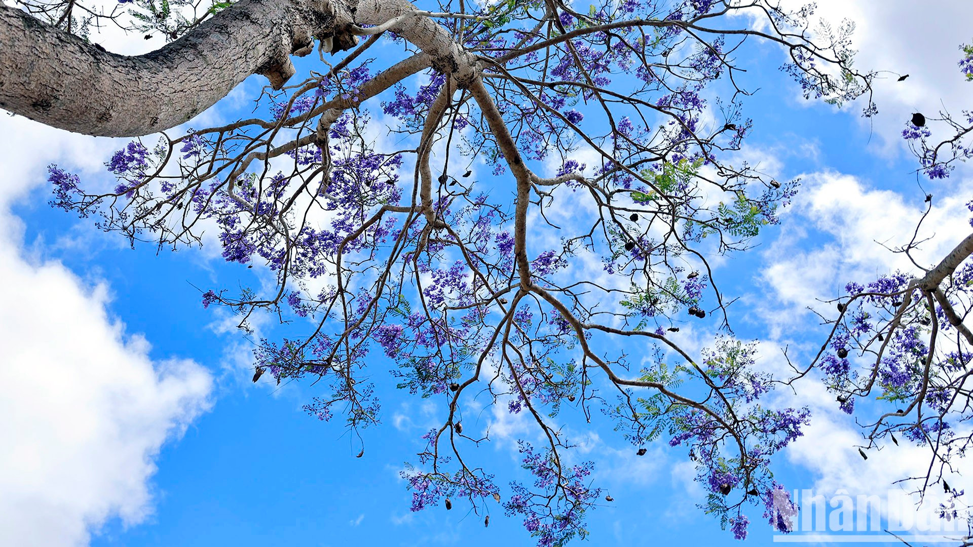 Жакаранда мимозолистная появилась в Далате уже давно, но ее стали активно выращивать 15 лет назад, и период ее цветения стал фирменным цветочным сезоном в высокогорье. Жакаранда мимозолистная появилась в Далате уже давно, но ее стали активно выращивать 15 лет назад, и период ее цветения стал фирменным цветочным сезоном в высокогорье.
