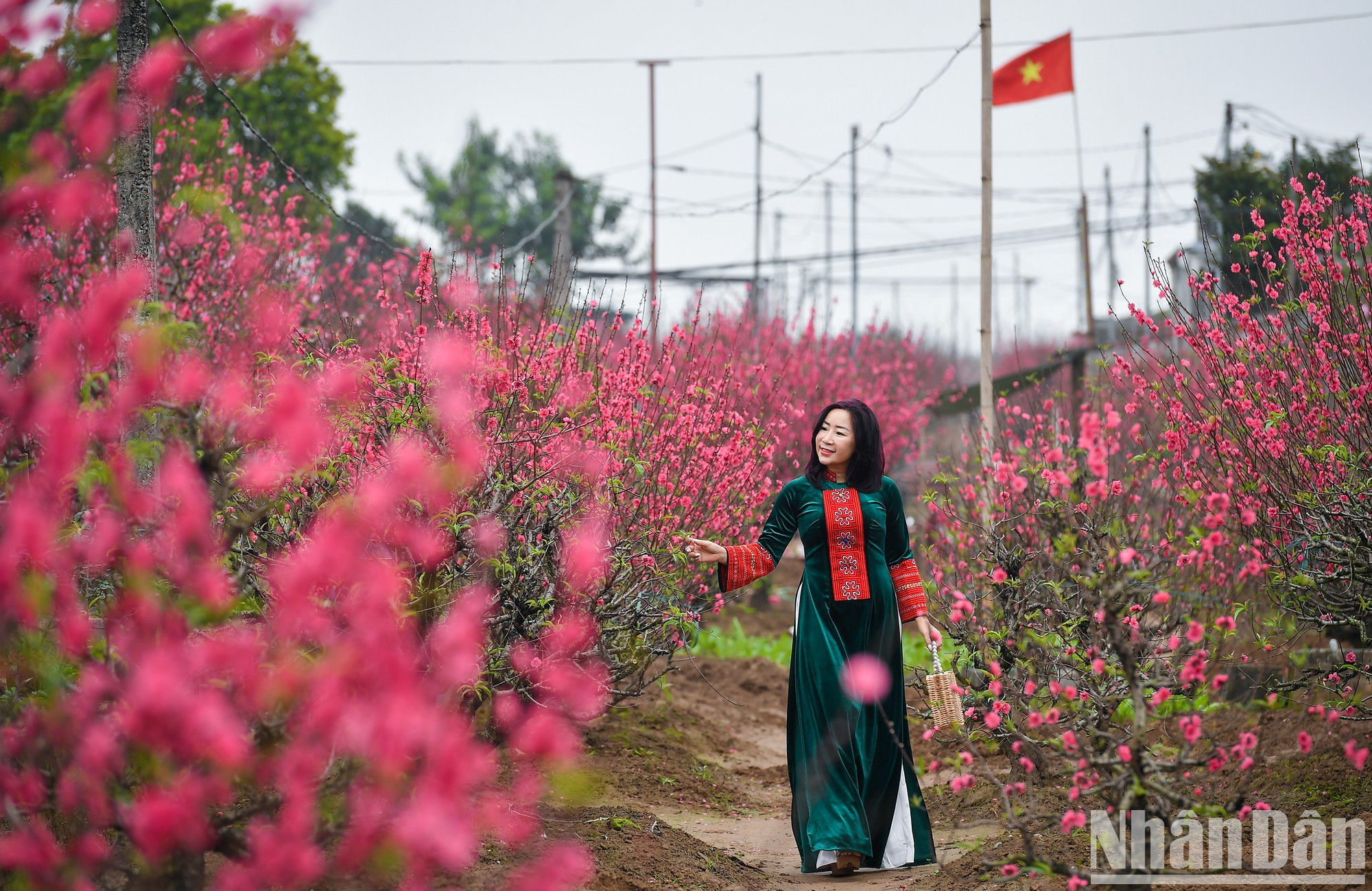 Очаровательная девушка рядом с персиковыми деревьями Няттан. Очаровательная девушка рядом с персиковыми деревьями Няттан.