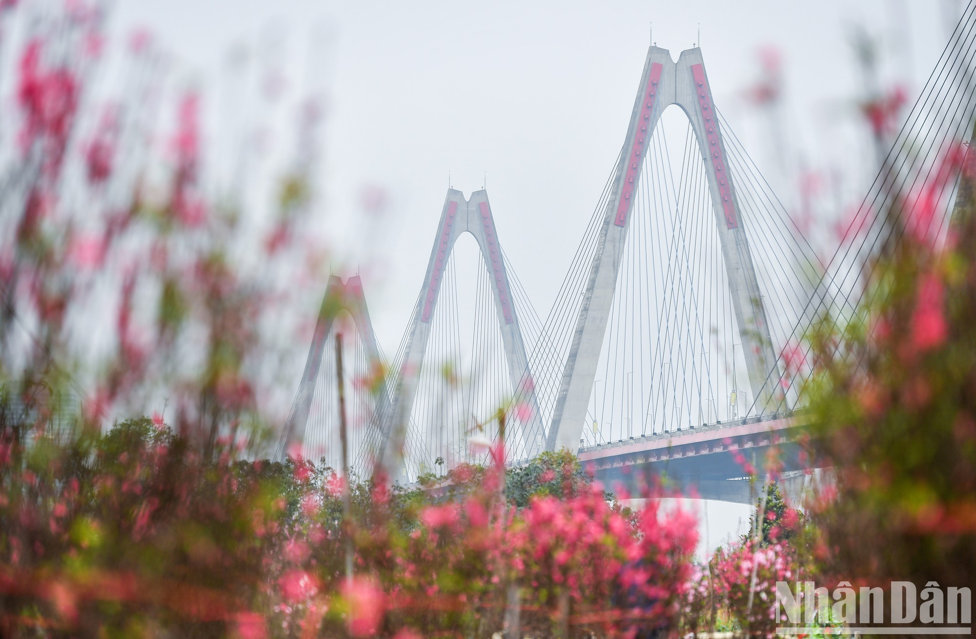 Цветущие деревья персика под мостом Няттан создают романтическую сцену в преддверии Нового года по лунному календарю. Цветущие деревья персика под мостом Няттан создают романтическую сцену в преддверии Нового года по лунному календарю.