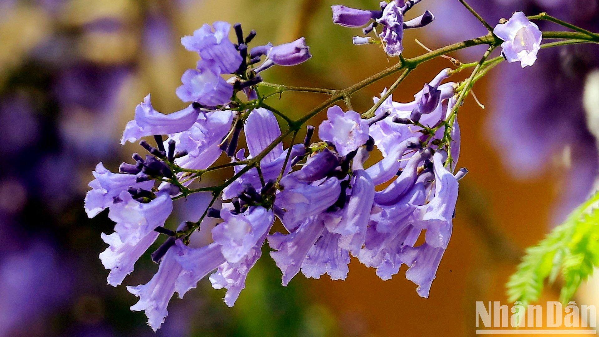 Цветы имеют очень характерный фиолетовый цвет, распускаются в холодную погоду в Далате и создают романтическую атмосферу, привлекающую туристов со всего мира. Цветы имеют очень характерный фиолетовый цвет, распускаются в холодную погоду в Далате и создают романтическую атмосферу, привлекающую туристов со всего мира.