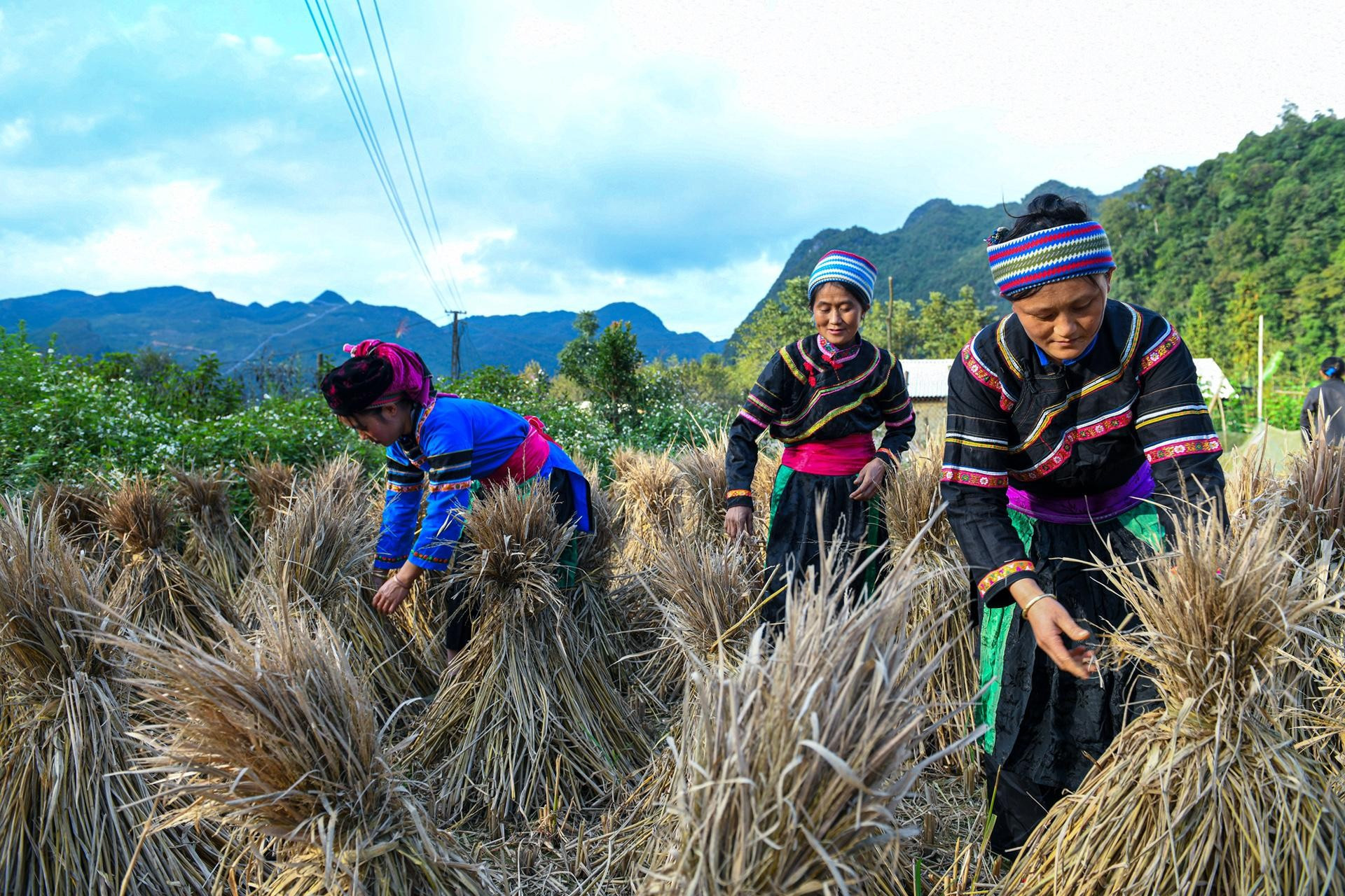 Некоторые представители народности Колао ведут в основном оседлый образ жизни на полях и выращивают кукурузу в скалистых горных нишах. Некоторые представители народности Колао ведут в основном оседлый образ жизни на полях и выращивают кукурузу в скалистых горных нишах.