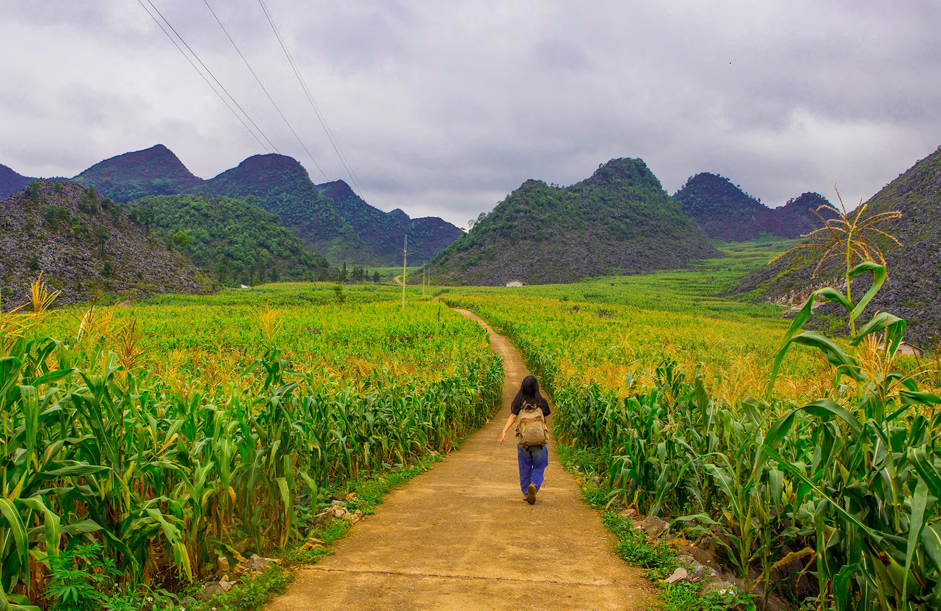 Летом сезон кукурузы. Привычный серый цвет каменистого плоскогорья сменяется зеленым. В мае и июне представители народности Хмонг в провинции Хажанг собирают лен в качестве сырья для ткачества.