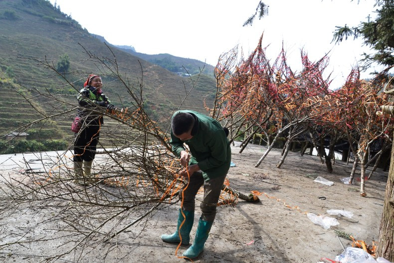 Чтобы не повредить цветочные бутоны, лесные персиковые ветки заворачивают нейлоновой веревкой. Фото: Тхань Дат