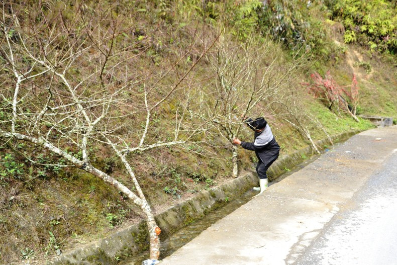 Готовые персиковые деревья сложены прямо у дороги. Фото: Тхань Дат