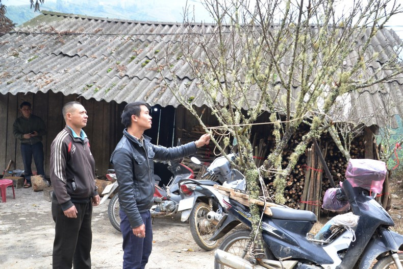 Покупатели предпочитают лесные персиковые деревья с грубыми, покрытыми мхом ветвями в дни Тэта. Фото: Тхань Дат