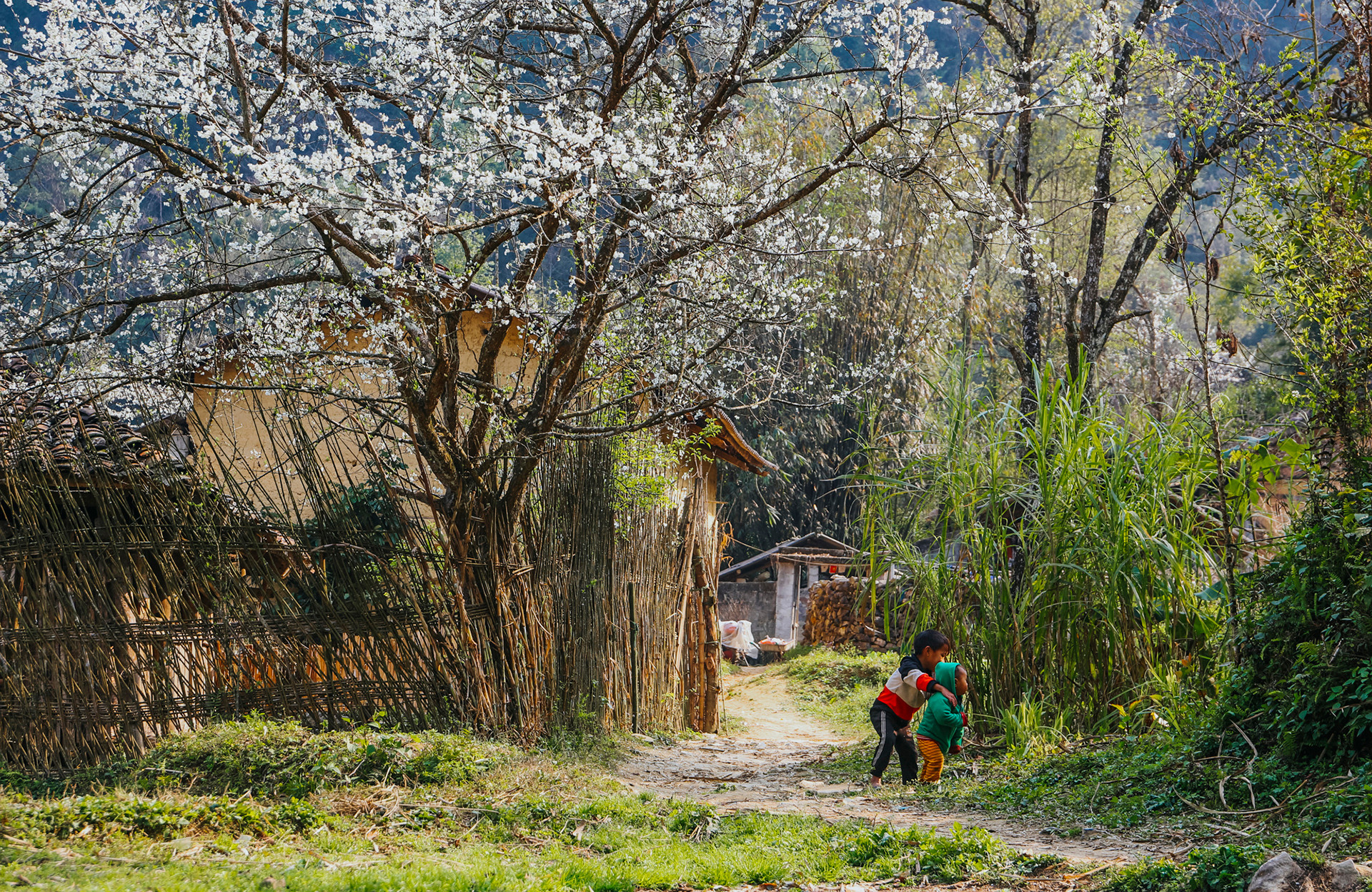 Весной по всему плоскогорью расцветают цветы персика, сливы и груши.