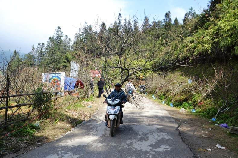 Местные жители перевозят персиковые ветки на мотоциклах до большой дороги для удобной продажи. Фото: Тхань Дат