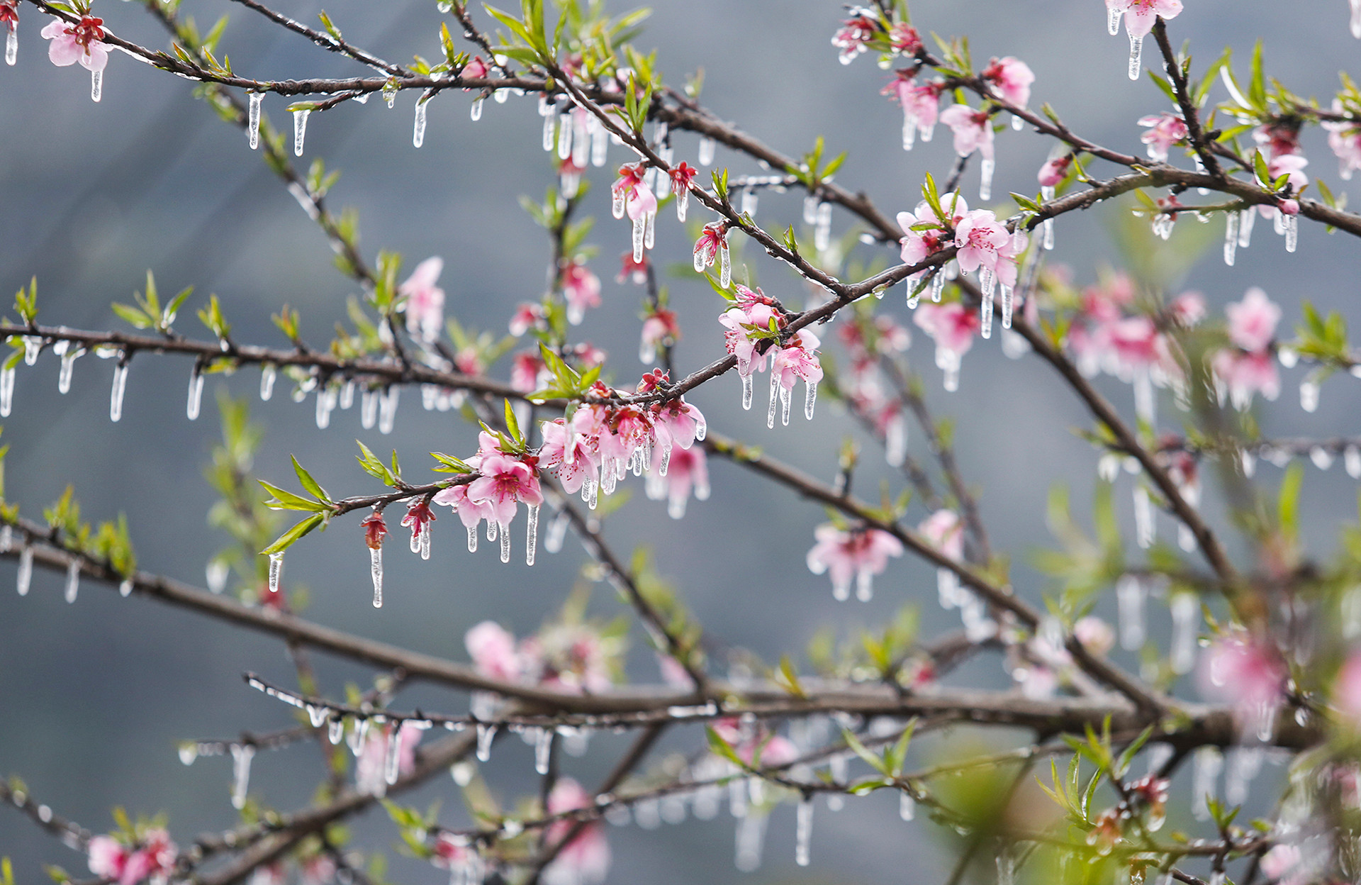 В декабре, с наступлением зимы, на каменистом плоскогорье погода морозная. Зима длится до января-февраля следующего года.