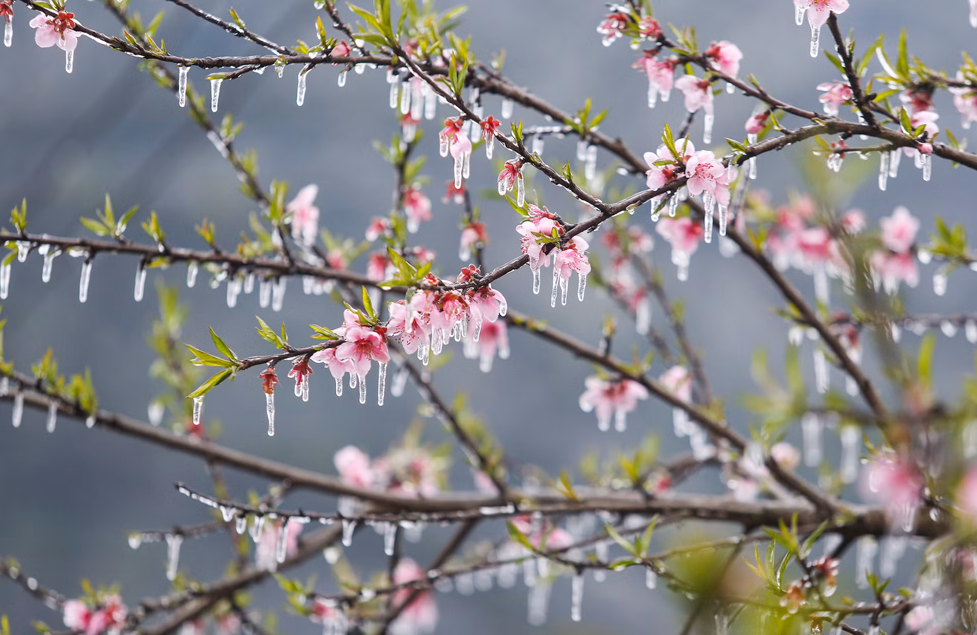 В декабре, с наступлением зимы, на каменистом плоскогорье погода морозная. Зима длится до января-февраля следующего года.