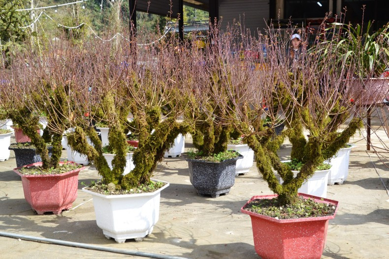 Многие предпочитают лесные персиковые деревья из Шапы с грубыми, покрытыми мхом ветвями. Фото: Тхань Дат