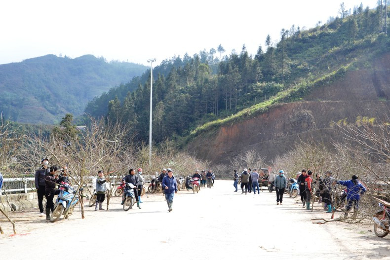 Рынок лесных персиковых деревьев в Шапе в преддверии Тэта. Фото: Тхань Дат