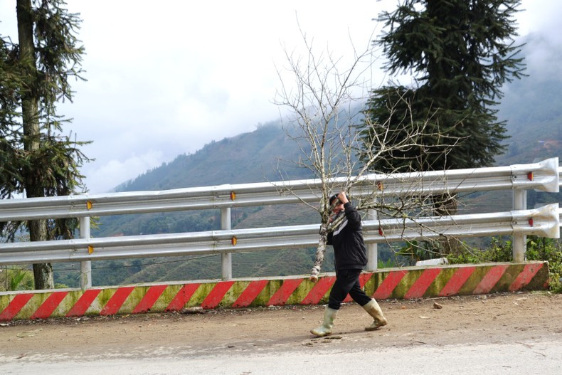 Местный житель несет персиковые ветки от деревни до национального шоссе 4D, чтобы продать их проезжающим. Фото: Тхань Дат