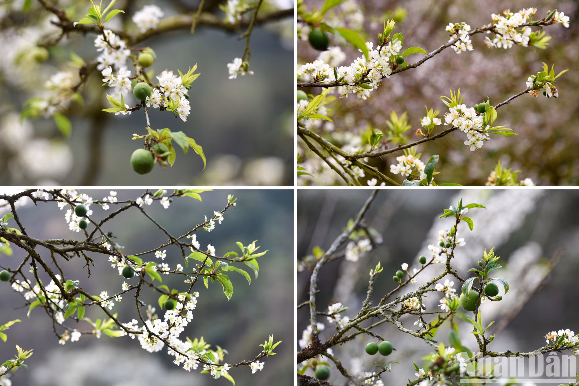 Зеленые сливы предвещают обильный сезон.