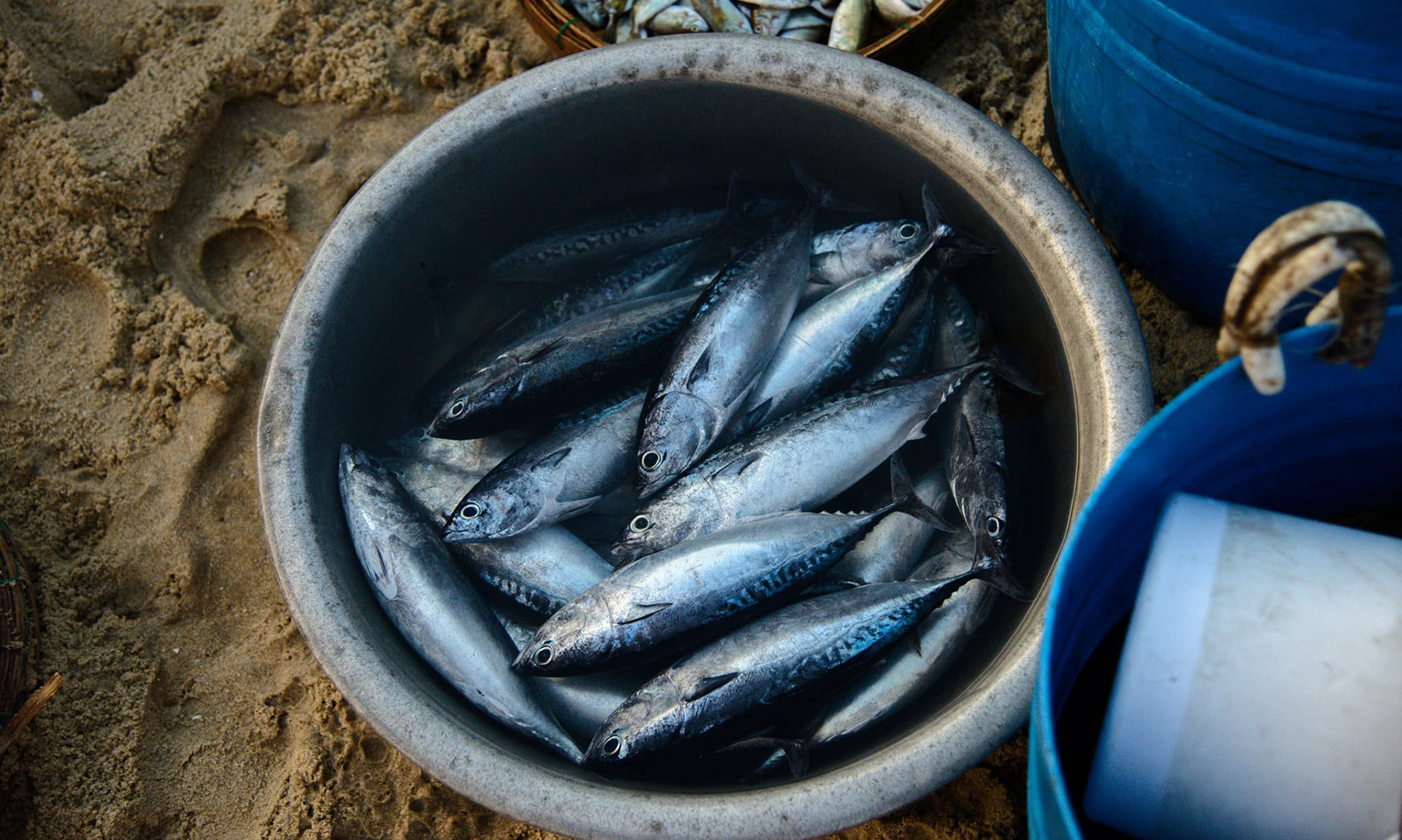 Свежий улов тунца. Рыба широко распространена в центральной части страны, нерестится с марта по июль. Свежий улов тунца. Рыба широко распространена в центральной части страны, нерестится с марта по июль.