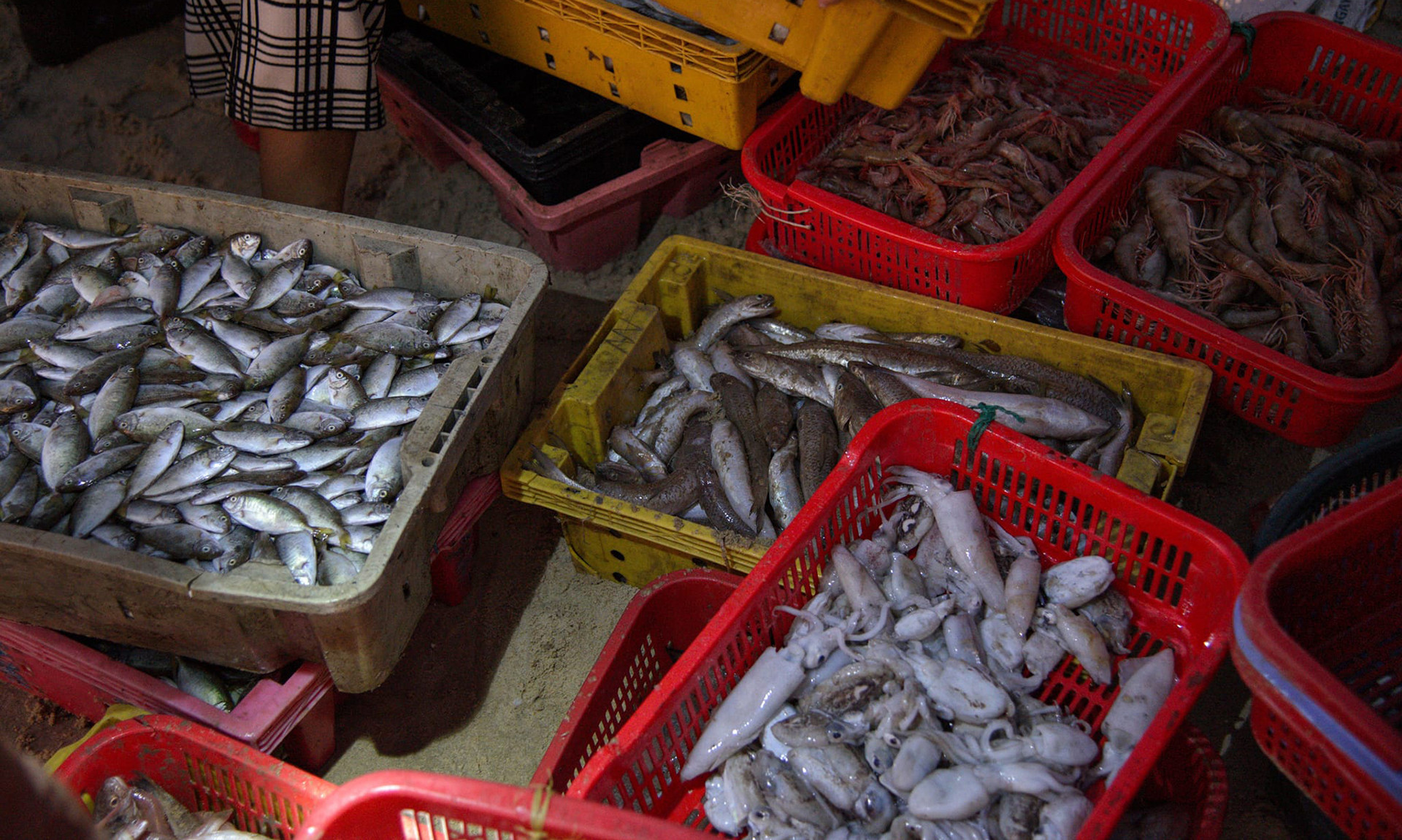 Рынок открыт только с начала апреля до конца сентября. Сезон дождей в общине Тамтиен начинается с октября. Море в это время года бурное, поэтому рыбаки не выходят в море. Рынок открыт только с начала апреля до конца сентября. Сезон дождей в общине Тамтиен начинается с октября. Море в это время года бурное, поэтому рыбаки не выходят в море.