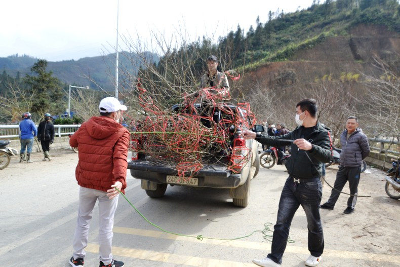 Покупатели везут купленные персиковые деревья домой для встречи Тэта. Фото: Тхань Дат