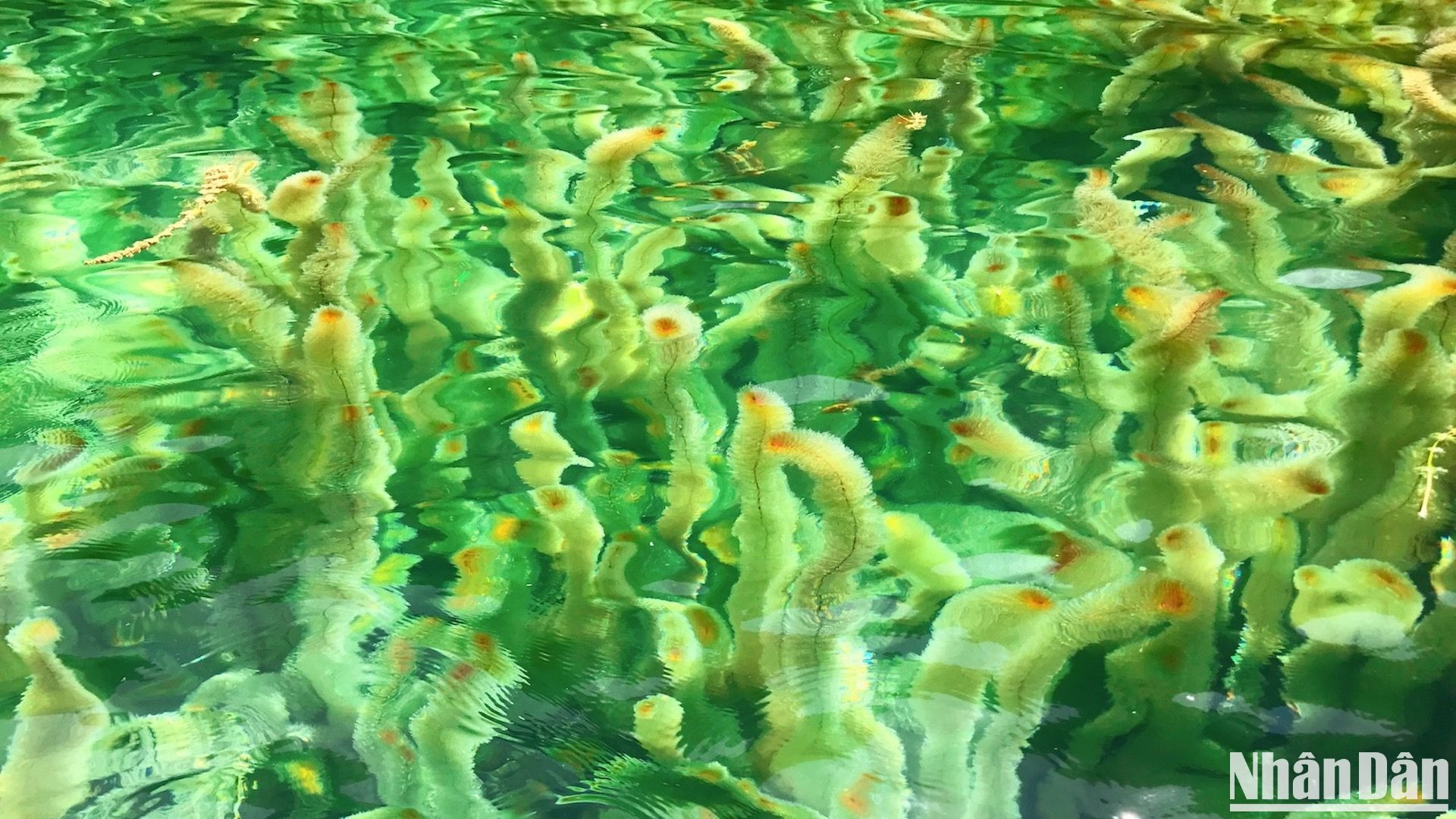 Густо растущие ветви лисохвоста длиной до метра плавно двигаются под водой при взмахе весла, создавая впечатляющие пейзажи. Густо растущие ветви лисохвоста длиной до метра плавно двигаются под водой при взмахе весла, создавая впечатляющие пейзажи.