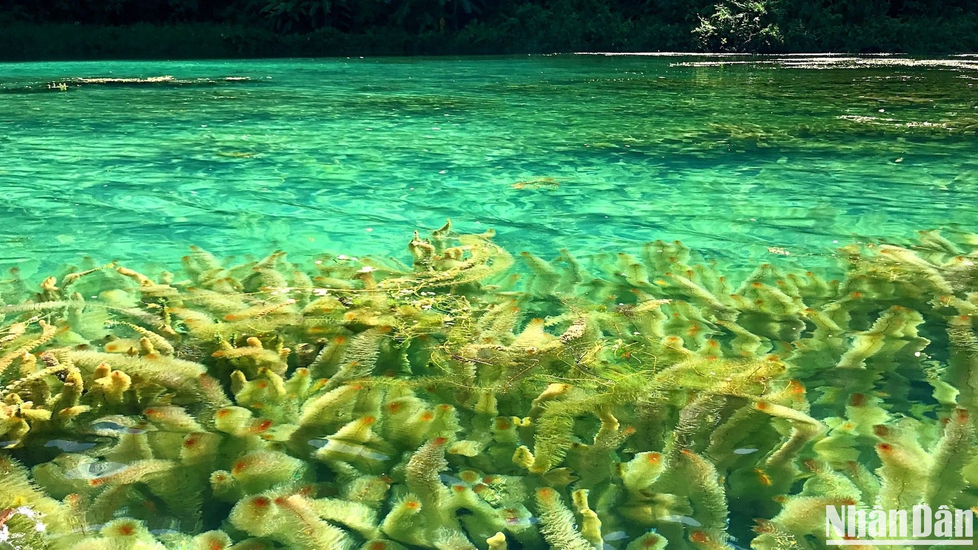 Участвуя в поездке на лодке по изумрудно-синей воде, туристы имеют шанс наслаждать подводной красотой пышных водорослей и даже косяков рыб. Участвуя в поездке на лодке по изумрудно-синей воде, туристы имеют шанс наслаждать подводной красотой пышных водорослей и даже косяков рыб.