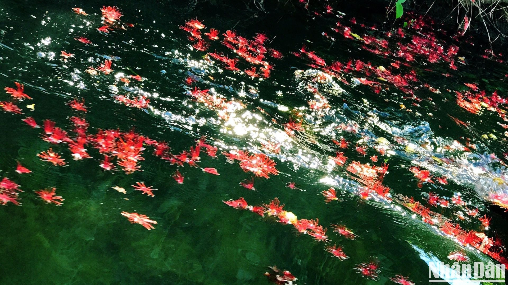 На речной воде опавшие цветы красной баррингтонии – один из признаков осени – сверкают в солнечных лучах. На речной воде опавшие цветы красной баррингтонии – один из признаков осени – сверкают в солнечных лучах.