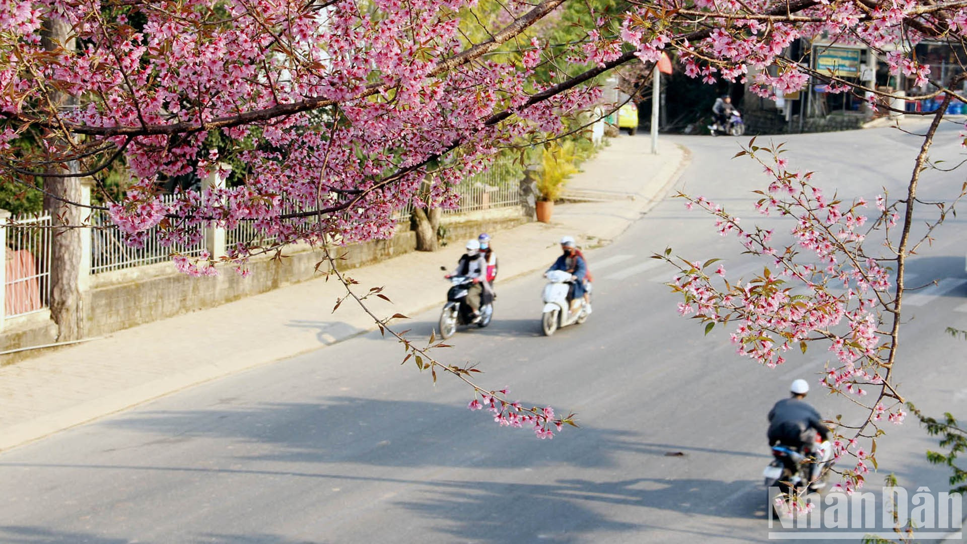 В этом сезоне розовые и фиолетовые цветы украшают улицы Далата. В этом сезоне розовые и фиолетовые цветы украшают улицы Далата.