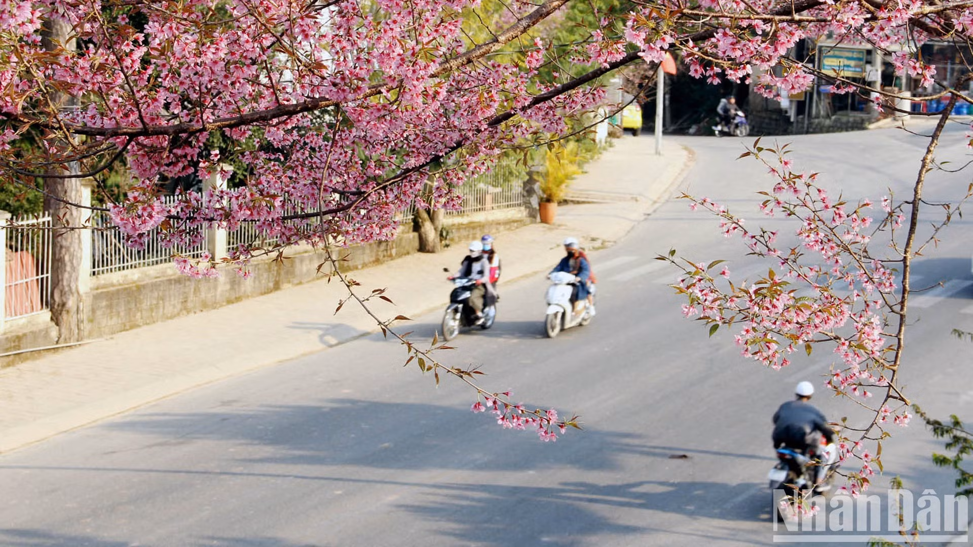 В этом сезоне розовые и фиолетовые цветы украшают улицы Далата.
