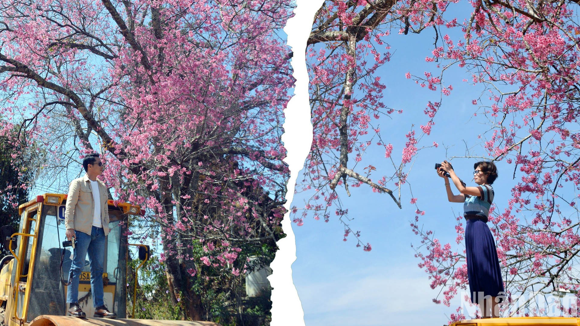 Эти яркие цветы также цветут в пригородных районах Далата, таких как Суантхо, Каудат, Чамхань... Эти яркие цветы также цветут в пригородных районах Далата, таких как Суантхо, Каудат, Чамхань...