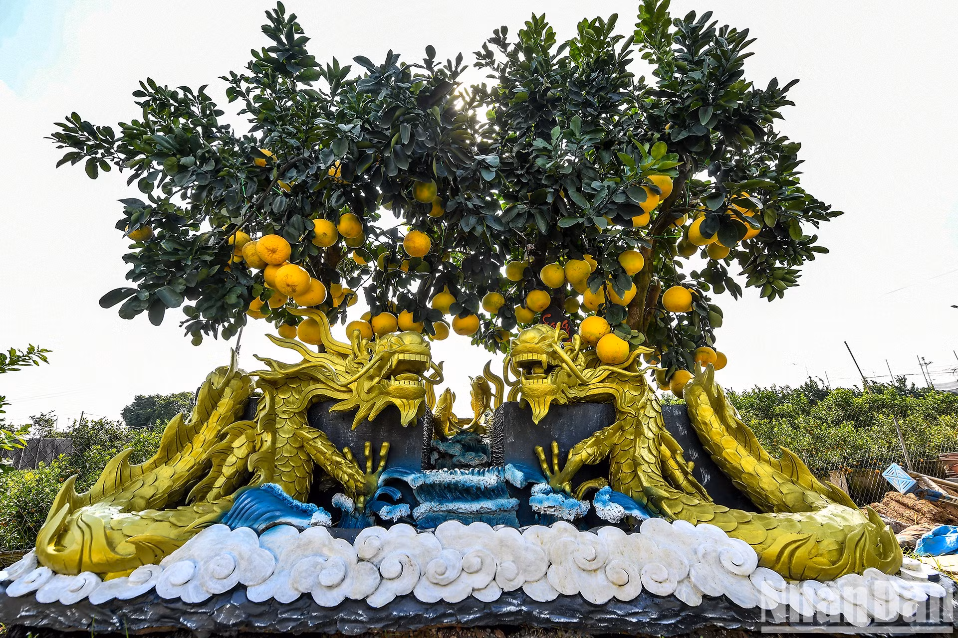 Уникальные горшки для деревьев помело в преддверии Лунного Нового года